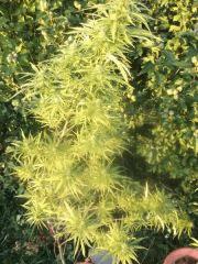 DSCF1044