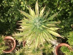 DSCF1091