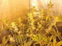 DSCF1451