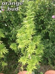 DSCF0881