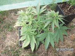 DSCF0286