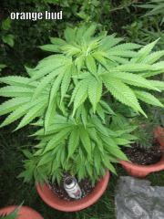 DSCF0427