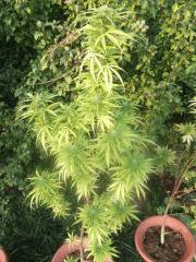DSCF1047