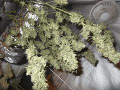 DSCF2353
