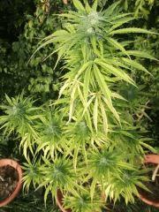 DSCF1085