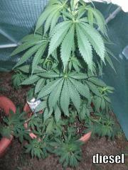 DSCF0444