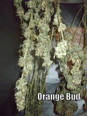 DSCF2294
