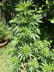 DSCF0590