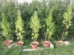 DSCF0887