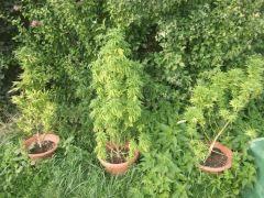 DSCF0890