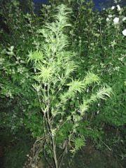DSCF0954