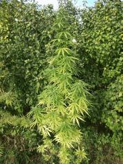 DSCF1130