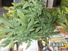 DSCF0316