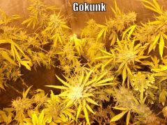 DSCF2158