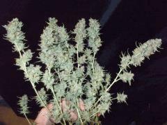 DSCF2328
