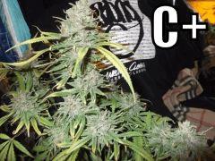 DSCF2126