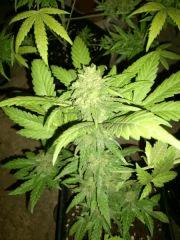 sweet cheese