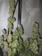 DSCF0360