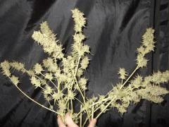 DSCF2327