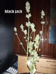 DSCF0295