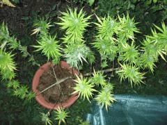 DSCF0951
