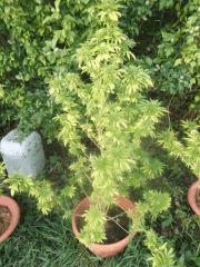 DSCF1032