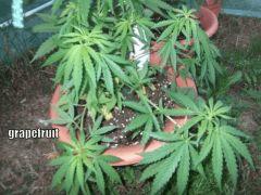 DSCF0439