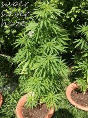 DSCF0536