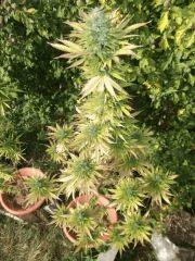 DSCF1120