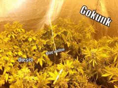 DSCF2152