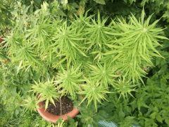DSCF0871