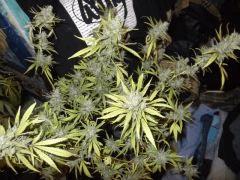 DSCF2133