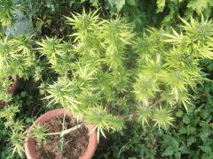 DSCF1033