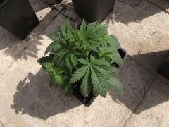 DSCF0246