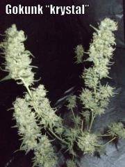 DSCF2280