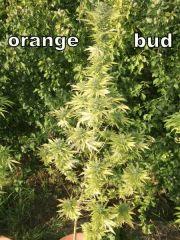 DSCF1087