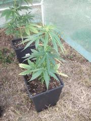 DSCF0283