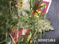DSCF0344