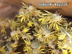 DSCF2082