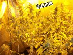 DSCF1883