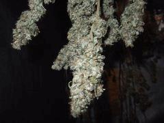 DSCF2345