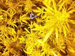 DSCF2061