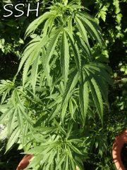 DSCF0522