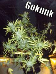 DSCF1884