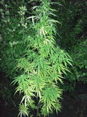 DSCF0957