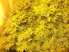 DSCF1273
