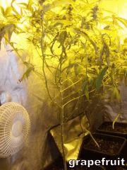 DSCF1449