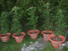 DSCF0448