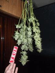 DSCF0273
