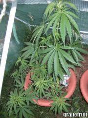 DSCF0436